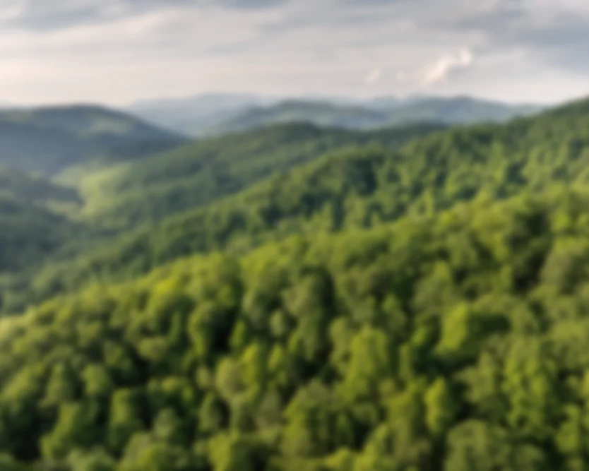 Aerial view of a green forest canopy